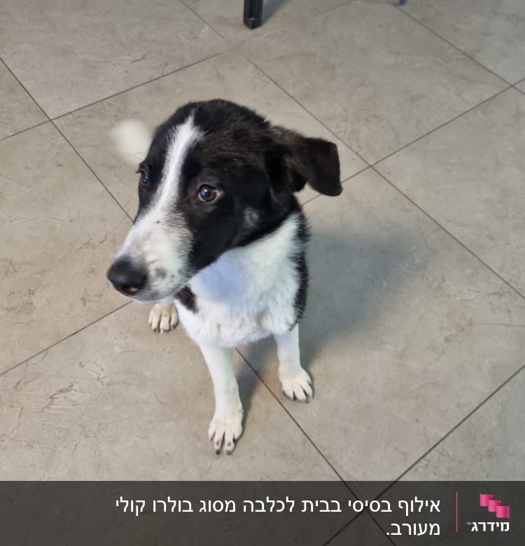 כלב יושב על רצפה, מתאים לאימון כלבים